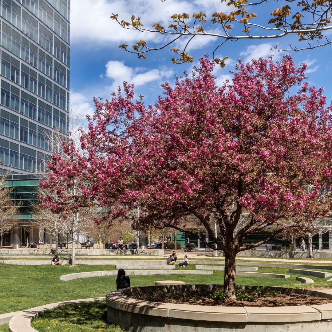 A photo of the CU Anschutz campus during springtime.