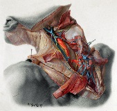 Batke 44 Halssitus-anatomical dissection of the neck