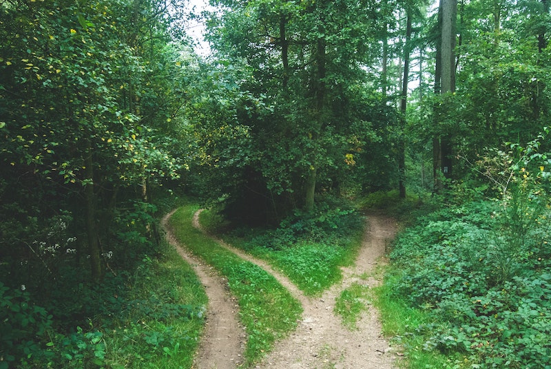 two paths in a forest