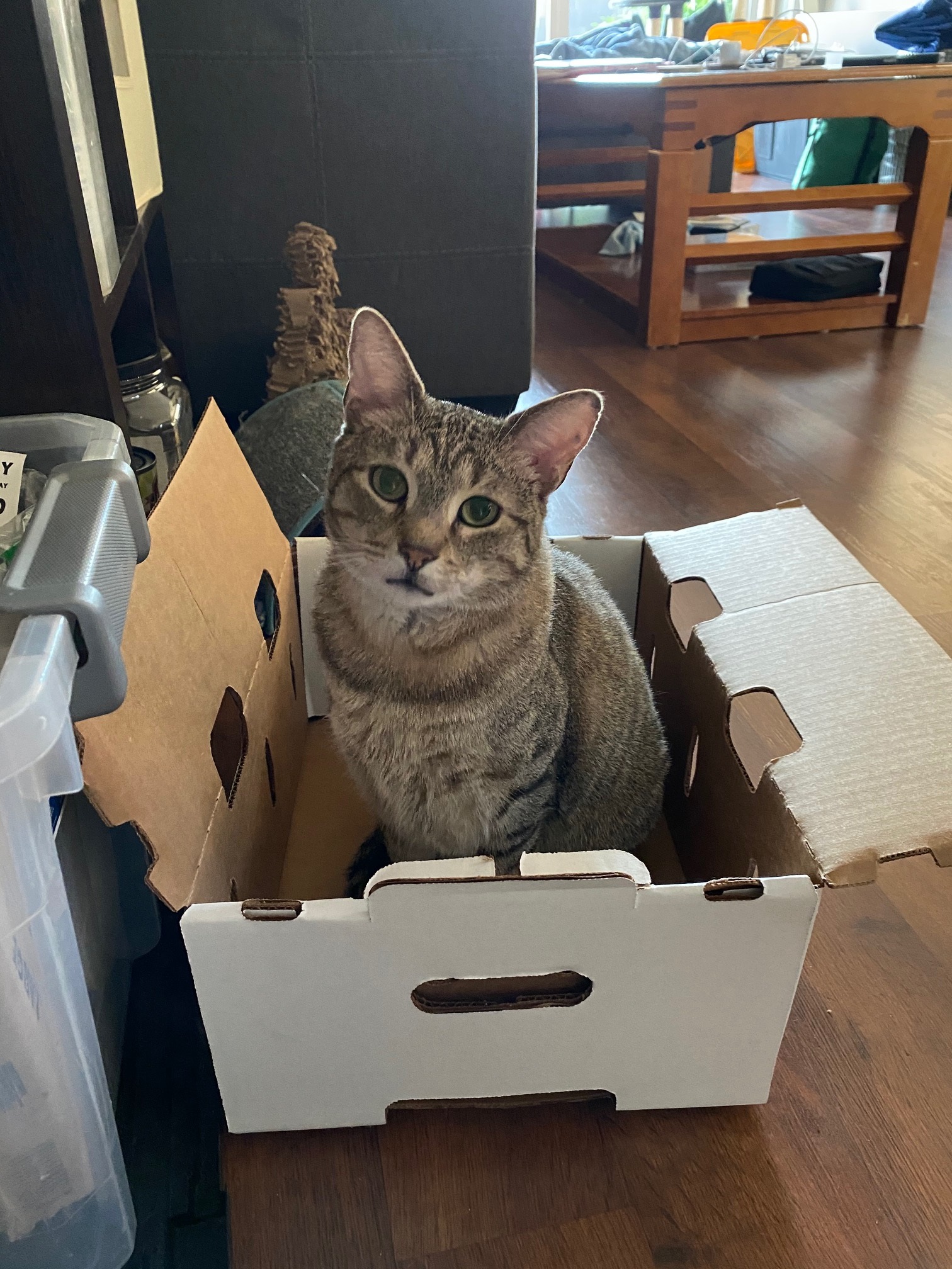 cat named Larry in a box
